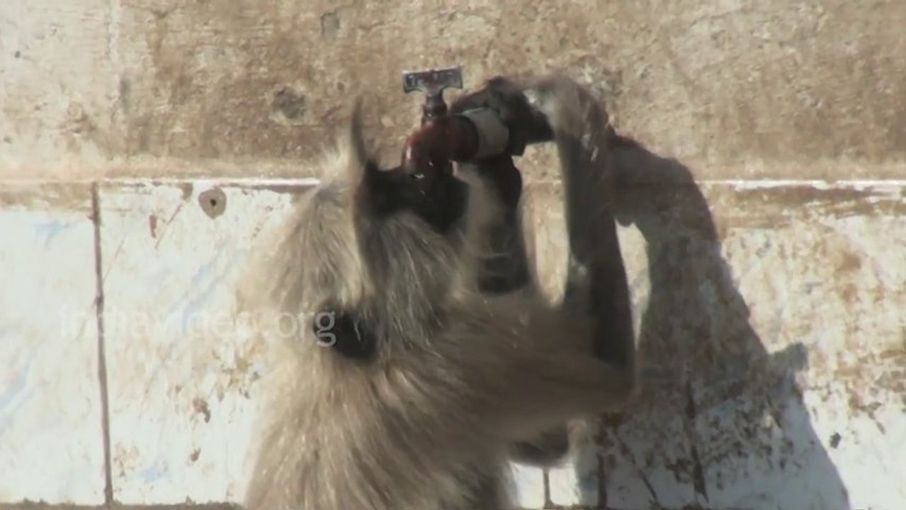 World of monkeys