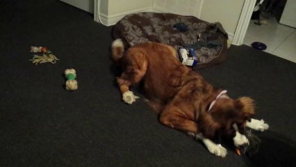 Big Dog Versus Little Carrot