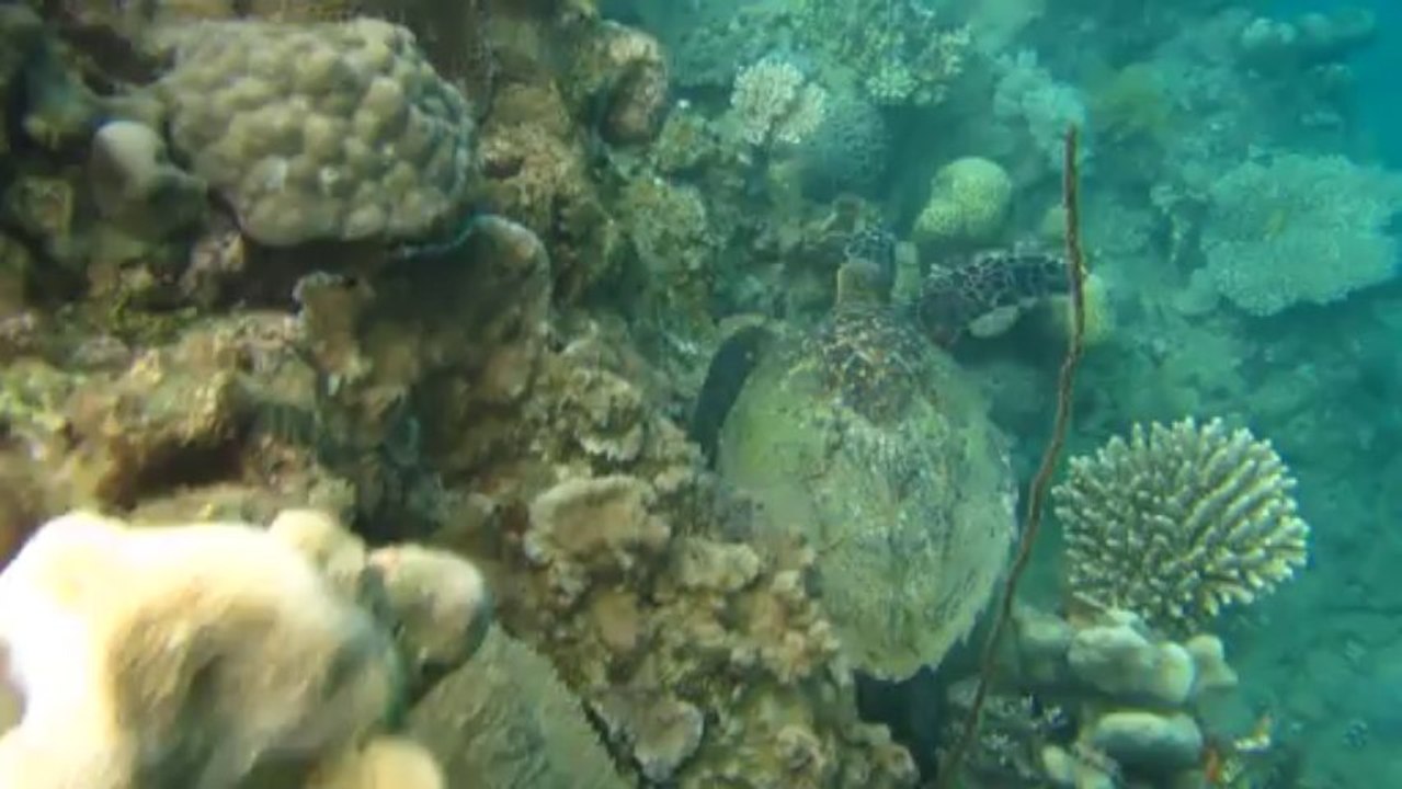 La tortue de Bambo !