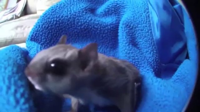 Un écureuil volant apprivoisé. Trop mignon!