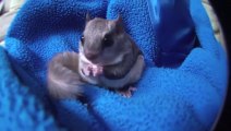 A pet flying squirrel jumping! Awesome...