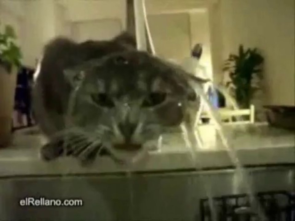 Douche pour chat