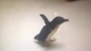 Penguin excited to see his owner