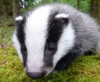 BBC Somerset - Ben McGrail, Somerset in the spotlight over the badger cull_9 Oct 2013