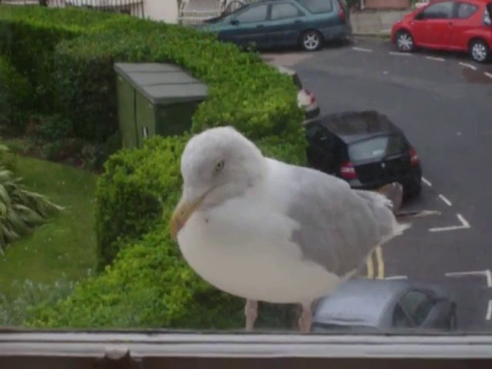 Gullpie