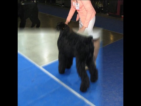 Россия 2013. Русский Чёрный Терьер