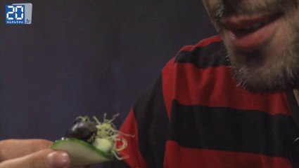 On a testé la dégustation d'insectes