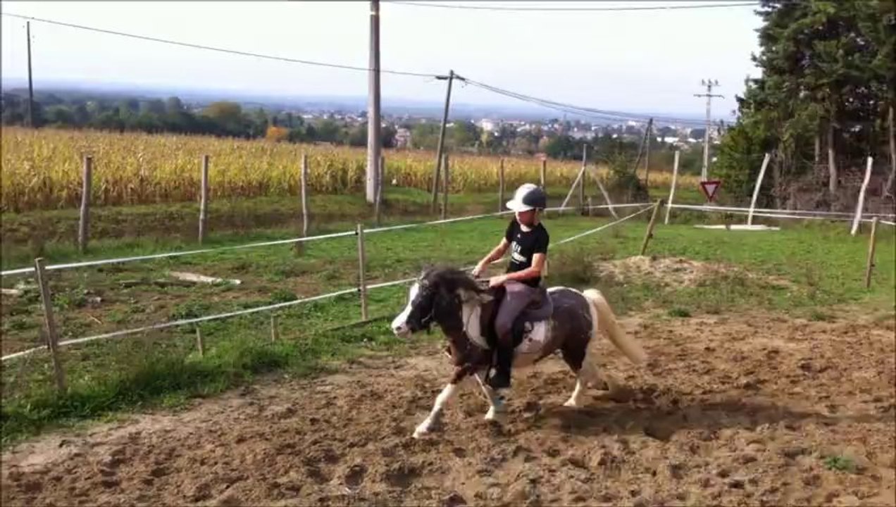 Shetland a vendre