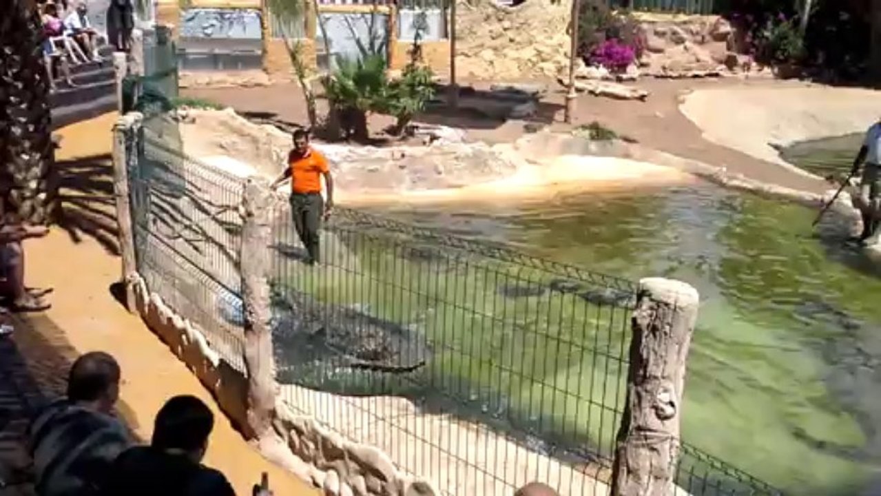 le crocodile