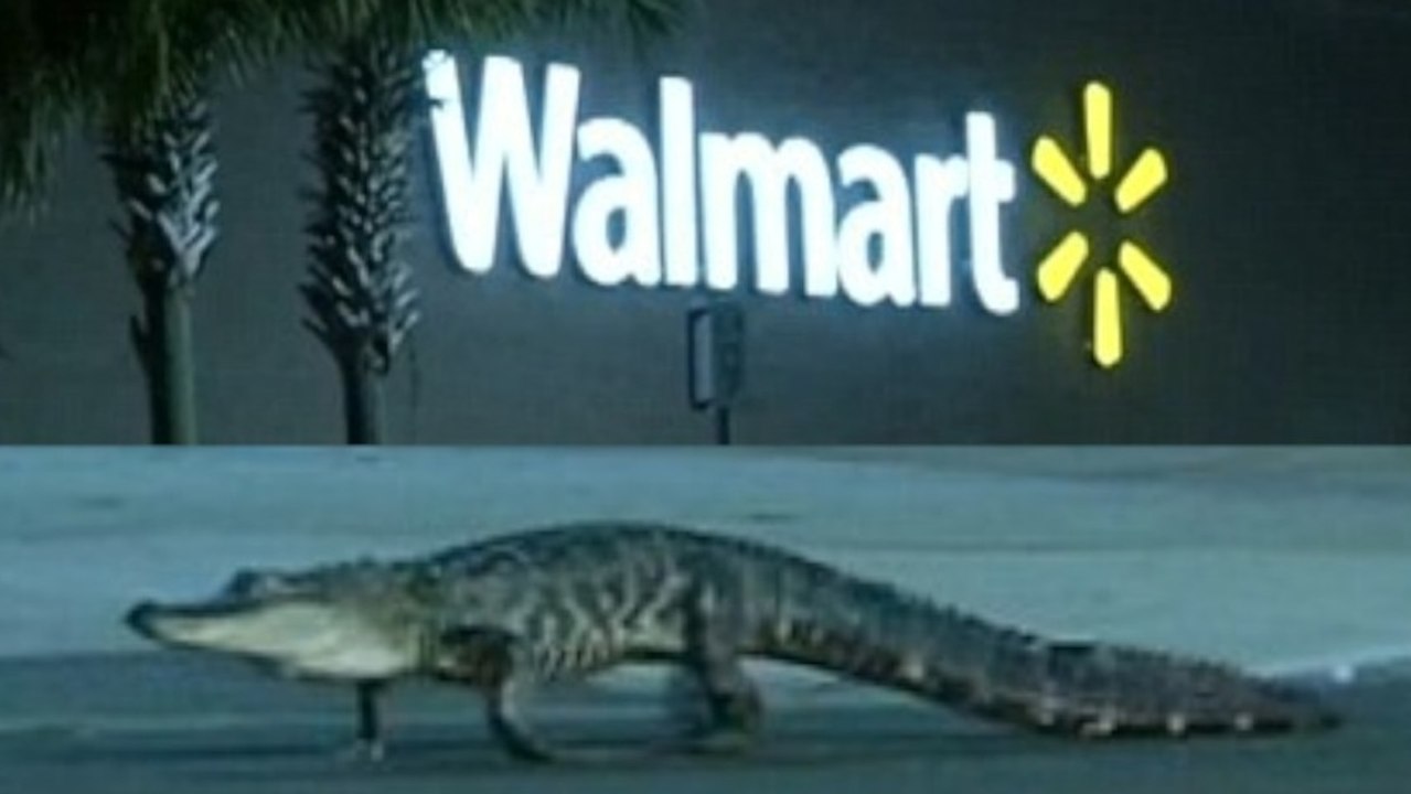 Alligator Loiters Outside Florida Walmart