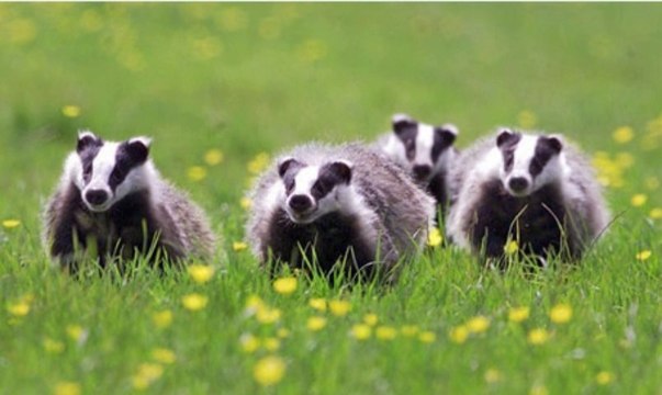BBC Radio Somerset_ Vernon Harwood and Brian Bailey 20Oct13 on the badger cull