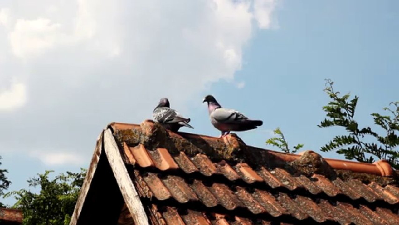Pigeons make love - Free HD stock footage