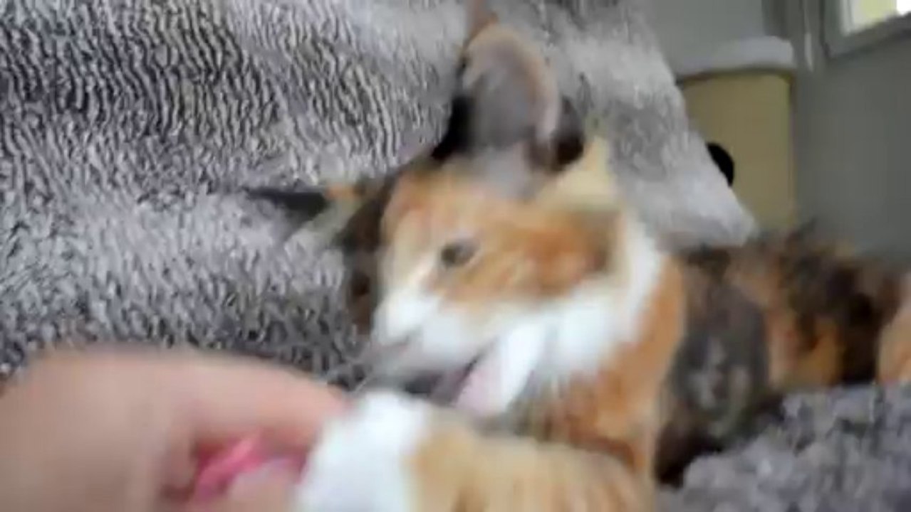 Imako et Imaé du Doux Chant félin