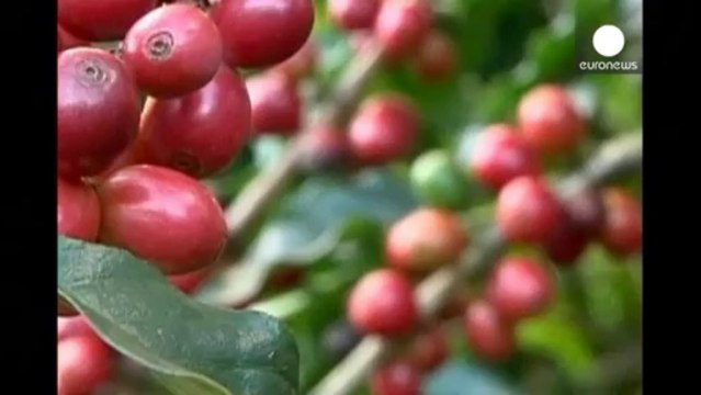 Starbucks in Cina, tv di Stato accusa: prezzi più alti...