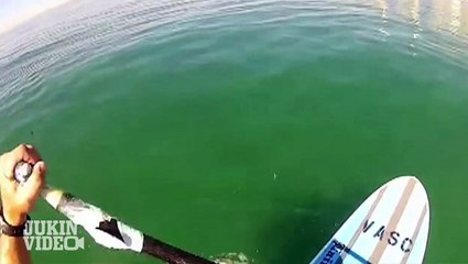 Shark's Next Meal | Close Call on Paddle Board
