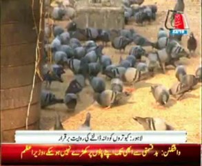 Feed the pigeons still the custom