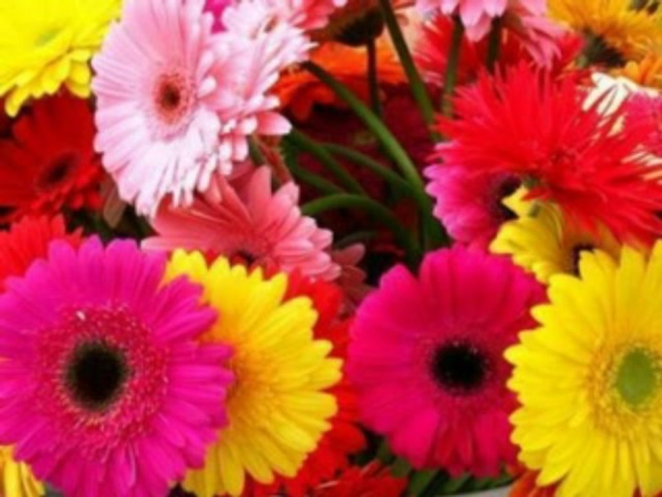 1 SAMUEL  CAP 22 - A BIBLIA NA LINGUAGEM DE HOJE