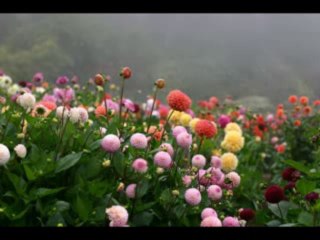 1 SAMUEL  CAP 25 - A BIBLIA NA LINGUAGEM DE HOJE