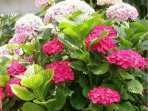 1 SAMUEL CAP 27 - A BIBLIA NA LINGUAGEM DE HOJE