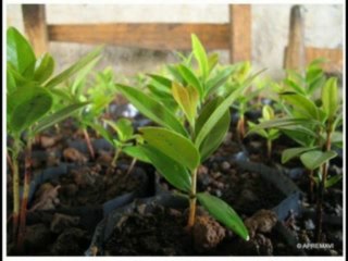 2 SAMUEL CAP 2 - A BIBLIA NA LINGUAGEM DE HOJE