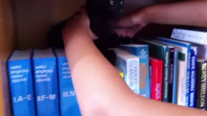 Adorable Twin Kitties 1