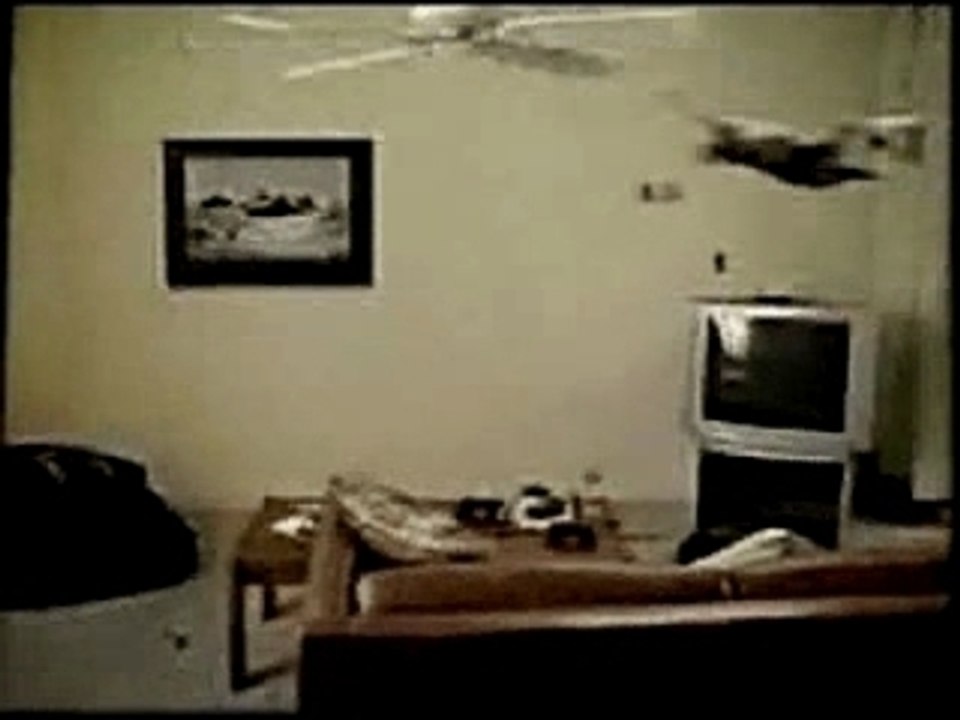 Chat volant