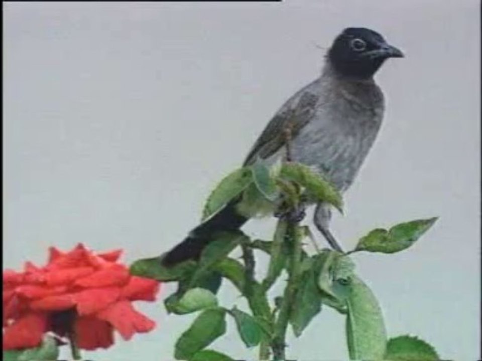 gönül gurbet ele varma