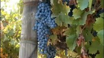 Vinícolas chilenas resgatam uvas antigas para produzir vinhos de alta qualidade.