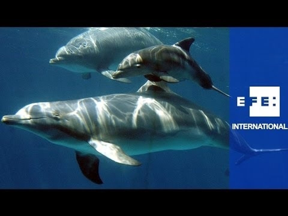 Ecologists condemn the slaughter of dolphins off Peru