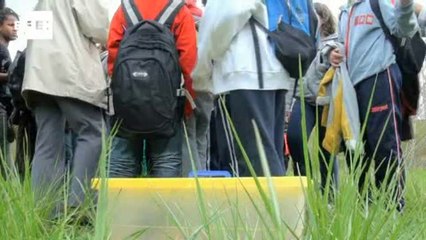 Liberación de tortugas