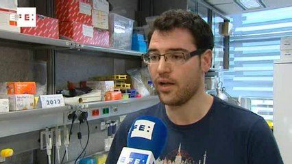 Los humanos geneticamente como los gorilas EFEciencia area de futuro efeverde