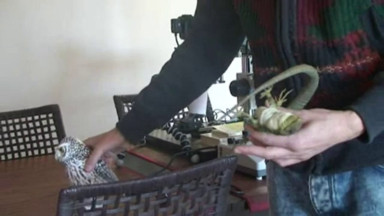 Macro Extremo: la naturaleza microscópica convertida en arte