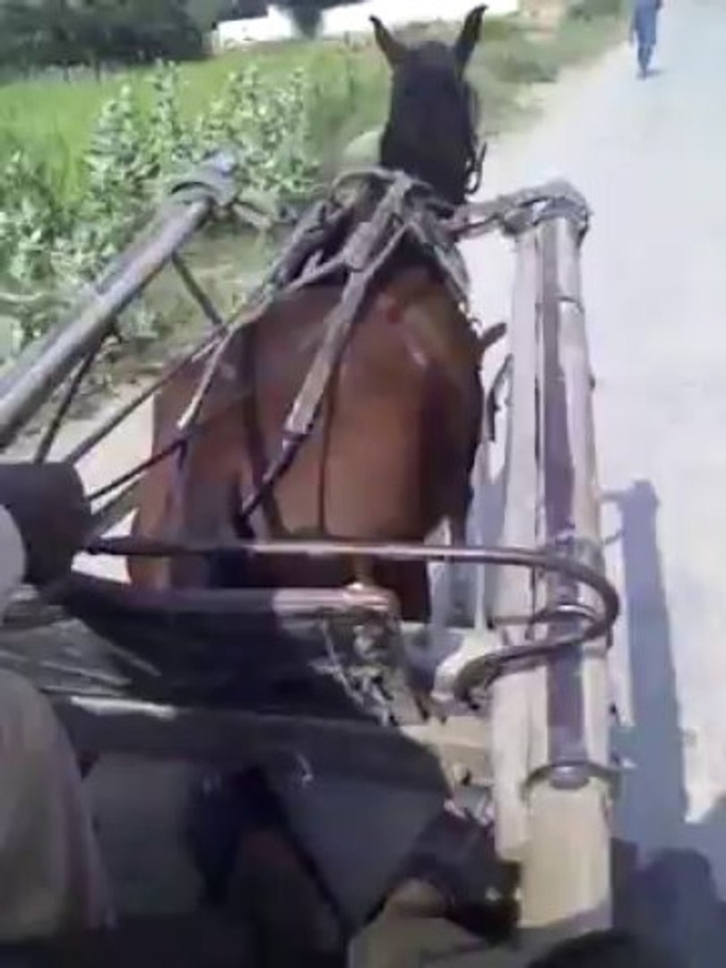 ⁣after long time horse swari