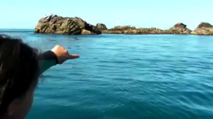 Sidonie va nager près des phoques