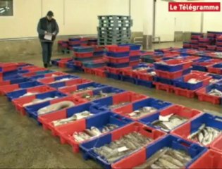 Côtes-d'Armor (22). L'activité des criées en net recul en 2008