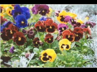 2 SAMUEL  CAP 21 - A BIBLIA NA LINGUAGEM DE HOJE