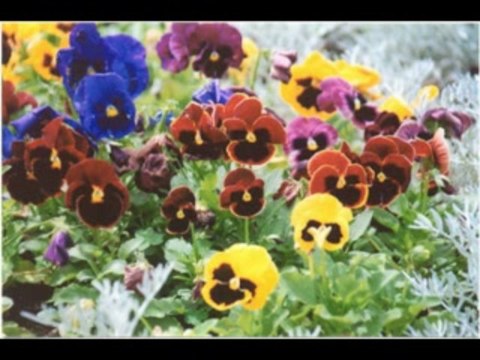 2 SAMUEL CAP 21 - A BIBLIA NA LINGUAGEM DE HOJE