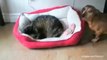 Cats stealing dogs' beds - YouTube [360p]