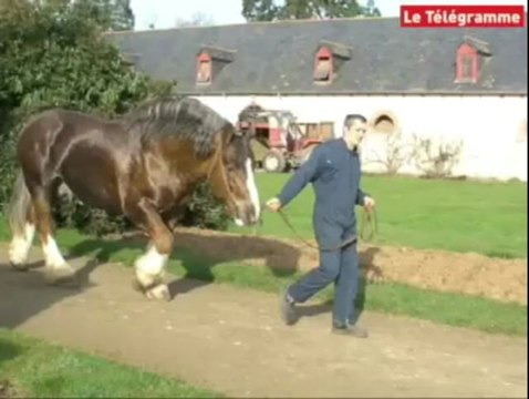 Lamballe. Visite aux Haras