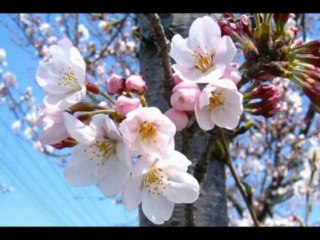 2 SAMUEL  CAP 12 - A BIBLIA NA LINGUAGEM DE HOJE