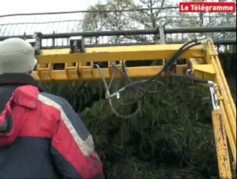 Quimper. Chasse aux algues dans l'étang de Créac'h-Gwen