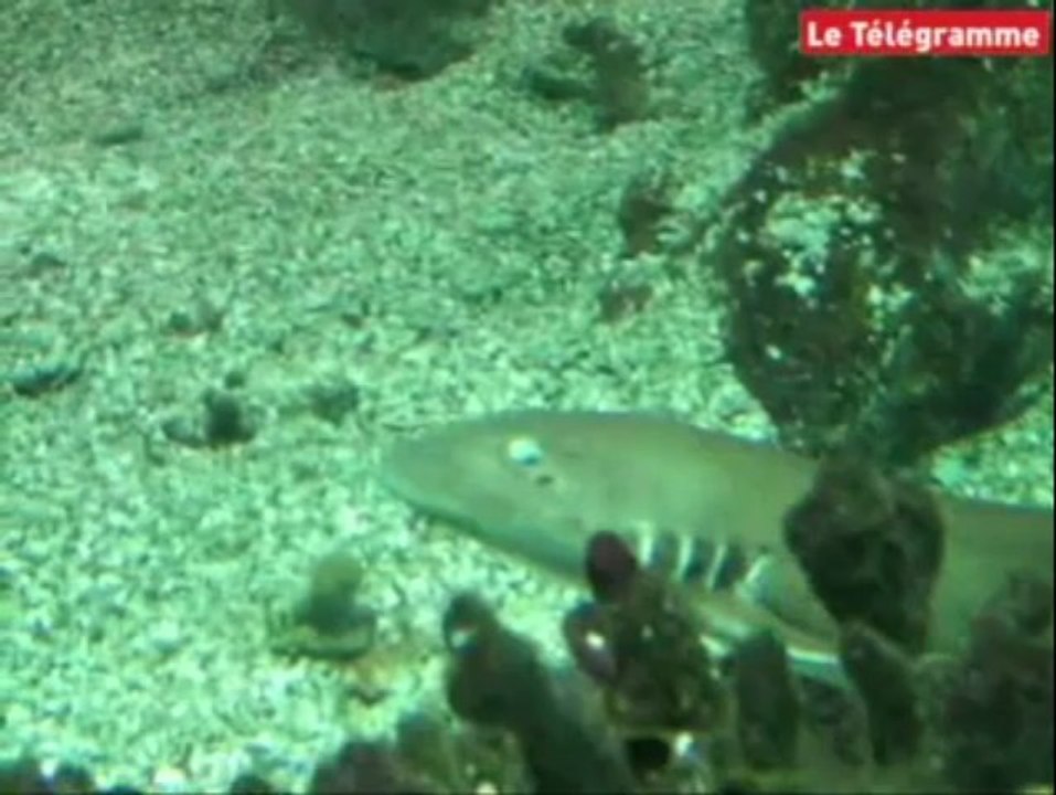 Vannes. Des bébés requins en nombre... à l'aquarium