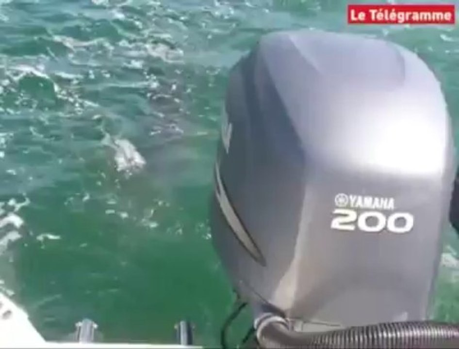 Douarnenez. Des nouvelles de Jean Floc'h, invité surprise du championnat de kite surf