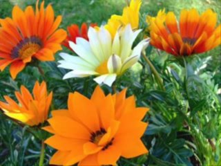 2 SAMUEL  CAP 23 - A BIBLIA NA LINGUAGEM DE HOJE