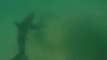 Deux surfeurs nagent juste au dessus d'un requin sans le savoir