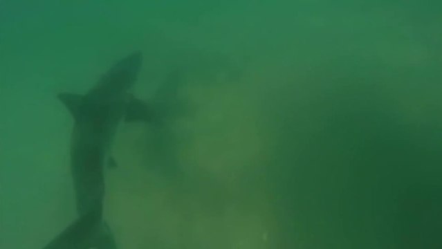 Deux surfeurs nagent juste au dessus d'un requin sans le savoir
