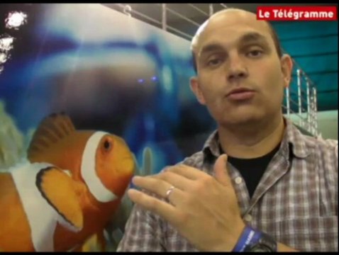 Douarnenez. Galop d'essai pour les Fêtes sous-marines