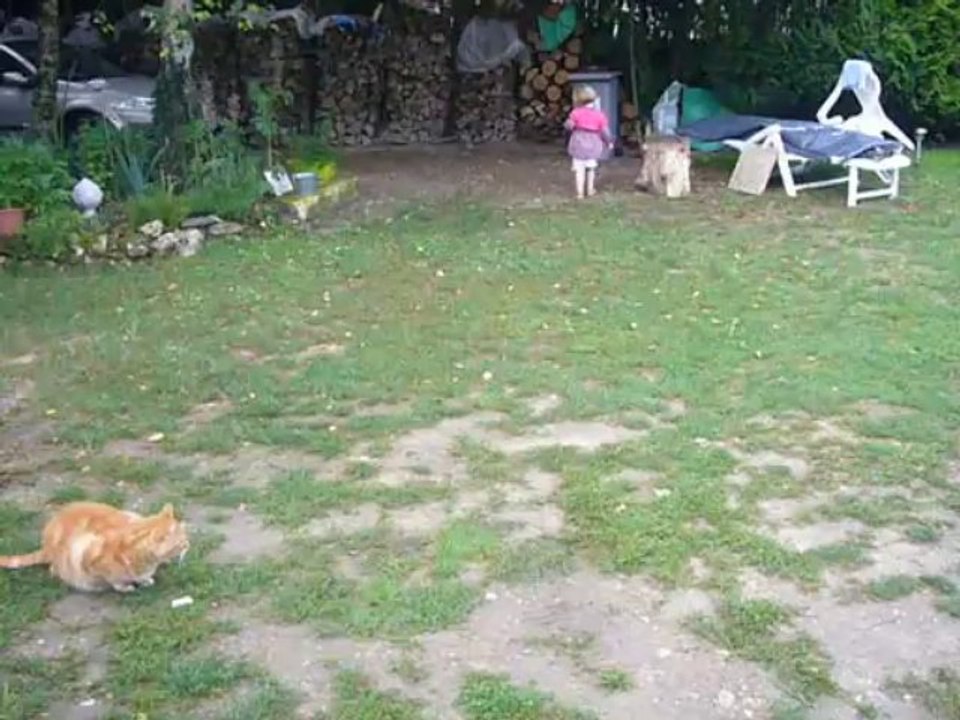 Les chats