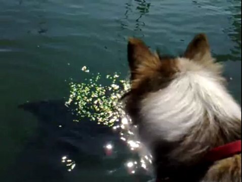 Atlantique - Le Télégramme. Le cousin de Jean Floc'h, le dauphin