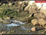 Penmarc'h. Des graisses de poisson bien encombrantes